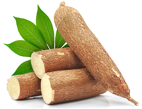 Single object of fresh cassava root isolated on white background