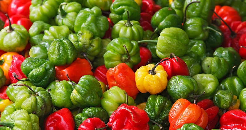 Scotch bonnet 2