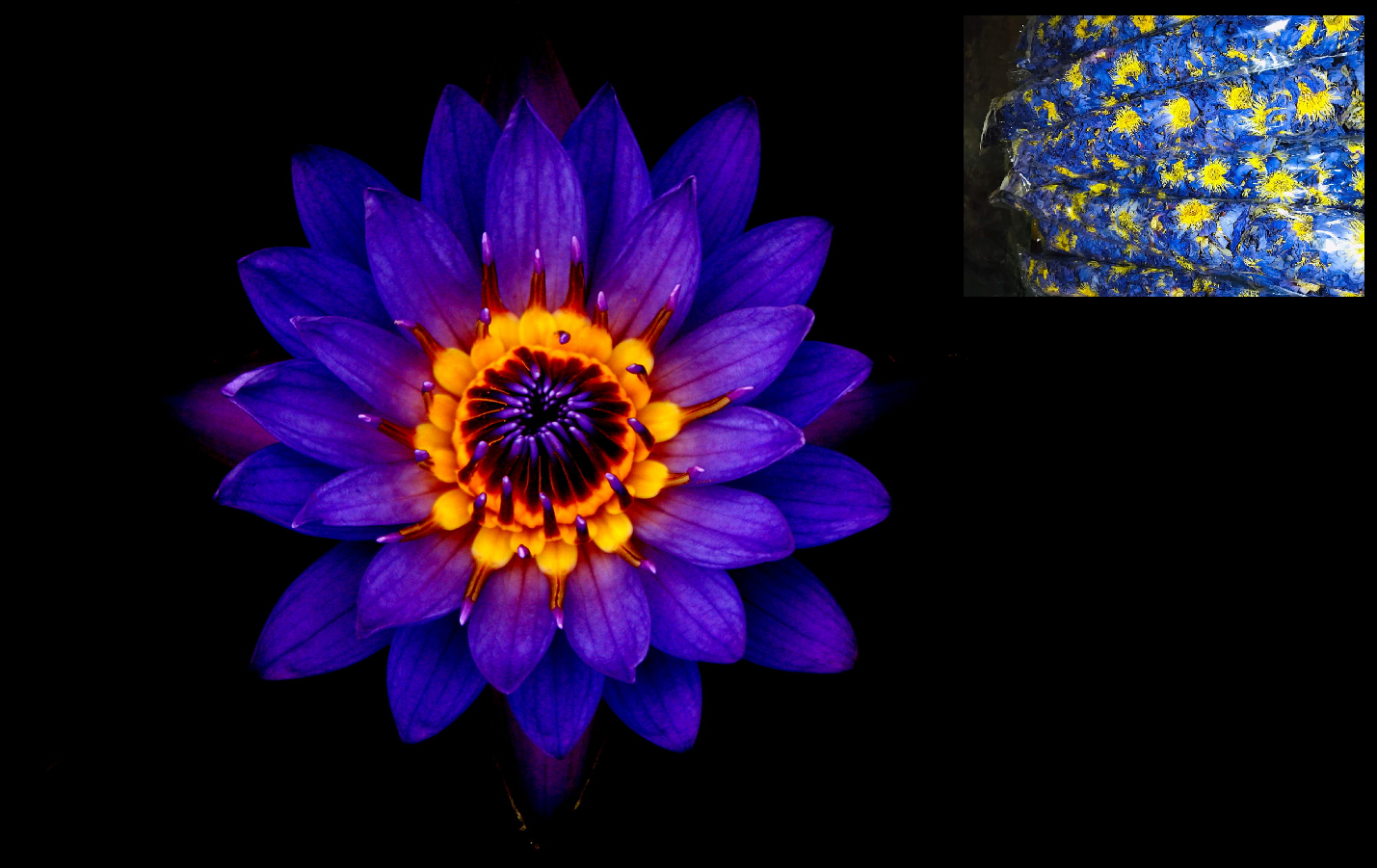 Dehydrated Lotus